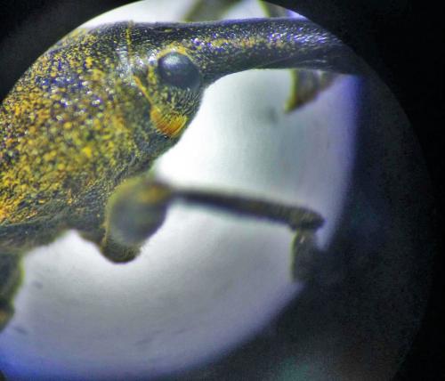 Lixus pulverulentus